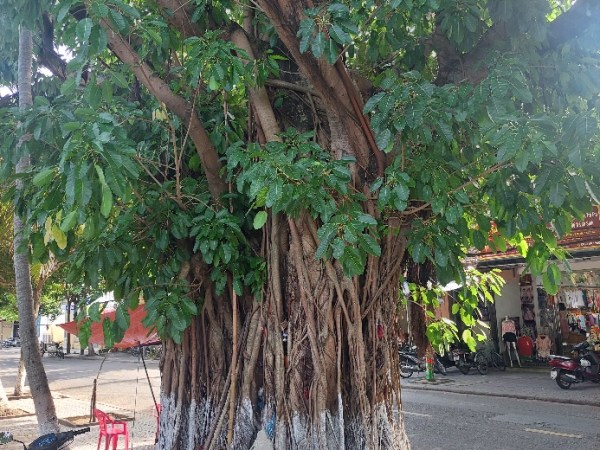 Les arbres en ville au&nbsp;Vietnam