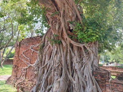 L&rsquo;art des jardins en&nbsp;Thailande