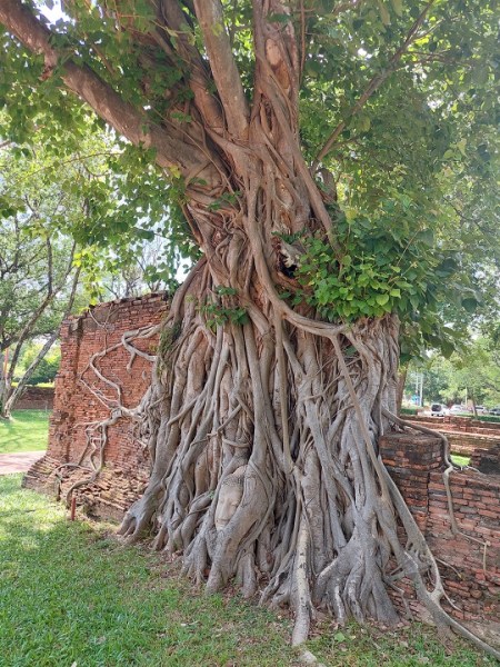 L&rsquo;art des jardins en&nbsp;Thailande