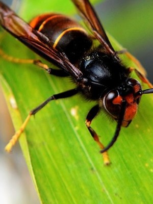 88 Espèces Exotiques Envahissantes en Europe. Seulement&nbsp;?