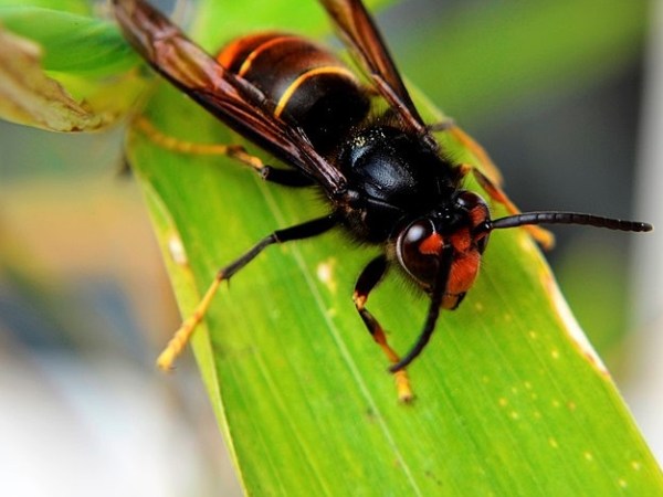 88 Espèces Exotiques Envahissantes en Europe. Seulement&nbsp;?